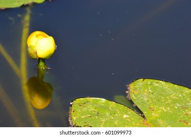 Bullhead Pond-lily, Yellow Pond-lily (Nuphar Variegata)