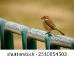 Bull-headed shrikes wintering in a citypark