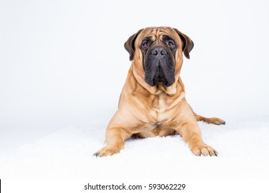 Bullmastiff