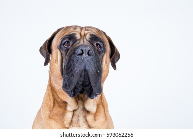 Bullmastiff