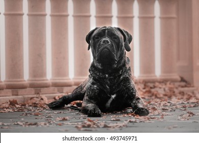 Bullmastiff Dog