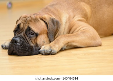 bullmastiff dog lying on the wooden floor at home