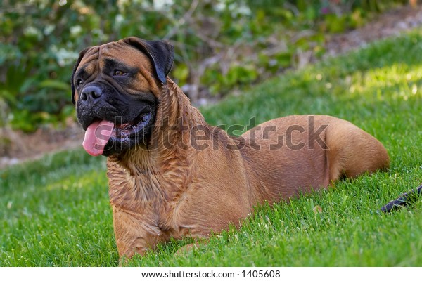 Bullmastiff Dog Mastiff Dogs Puppy Bitch Animals Wildlife Parks