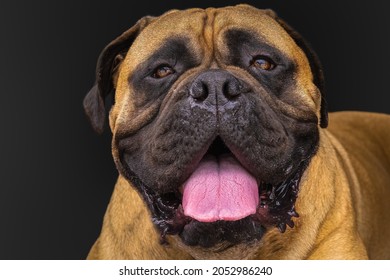 BULLMASTIFF PORTRAIT SHOT WITH BLACK BACKGROUND TOUNGE OUT