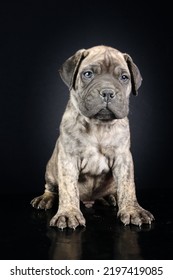 Bullmastiff Puppy In Black Background 