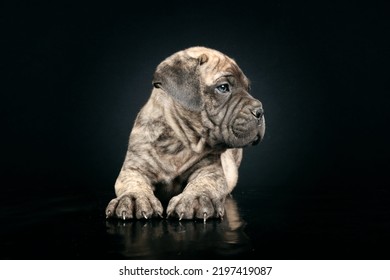 Bullmastiff Puppy In Black Background 