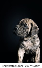 Bullmastiff Puppy In Black Background 