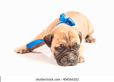 Bullmastiff Puppy On White Background