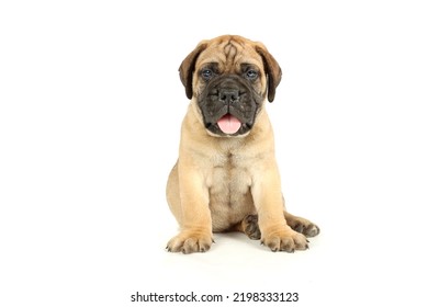 Bullmastiff Puppy Sitting In Studio 