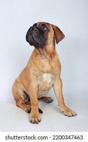 Bullmastiff Puppy Sitting In Studio 