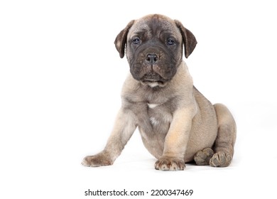 Bullmastiff Puppy Sitting In Studio 