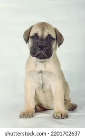 Bullmastiff Puppy Sitting In Studio 