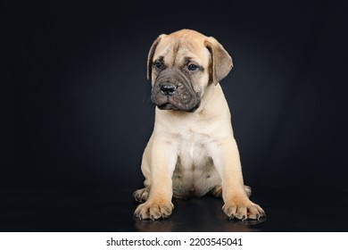 Bullmastiff Puppy Sitting In Studio 