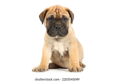 Bullmastiff Puppy Sitting In Studio 