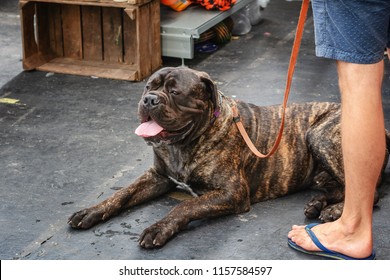 Bullmastiff Rests During The World Dog Show In Amsterdam In The Netherlands