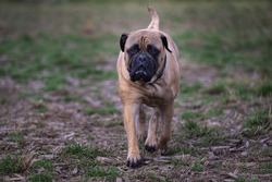 A BULLMASTIFF TROTTING TOWARDS THE CAMERA WITH NICE EYES AND A BLURRY BACKGROUND AT A OFF LEASH DOG PARK IN REDMOND WASHINGTON