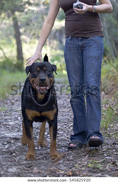 Bullmastiff Walking Next Owner On Forest Stock Photo (Edit ...
