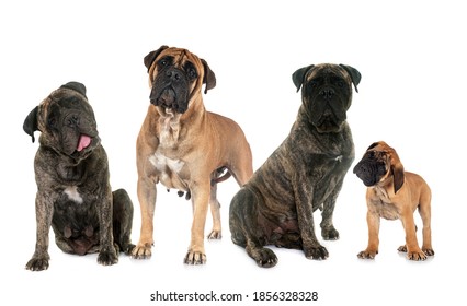 192 Brindle bull mastiff Images, Stock Photos & Vectors | Shutterstock