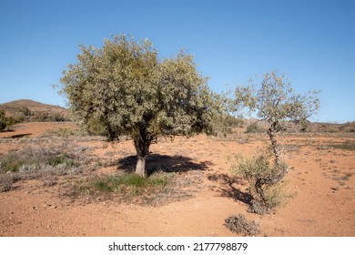 Bullock Bush, Rosewood, Australian Native Flora Has Palatable Foliage Readily Consumed By Native And Feral Herbivores. Flinders Ranges, South Australia.