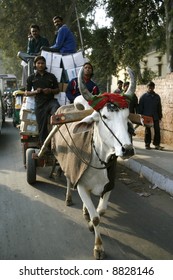 bullock cart on street, delhi, india