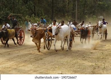 Bullock cart Racing on April 30, 2014, at Nagaon, near Alibaug,Maharashtra, India. Bullock Racing is the traditional festival around Alibaug town for about 100 years.