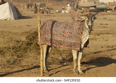 Bullock In Colourfully Embroidered Blanket At The Annual Nagaur Livestock Fair In Rajasthan, India