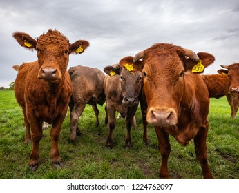 Bullock Cow Livestock Cattle Steer