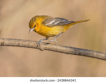 A bullock oriole down, and it has on foot raised as it gets ready to leap off the branch.