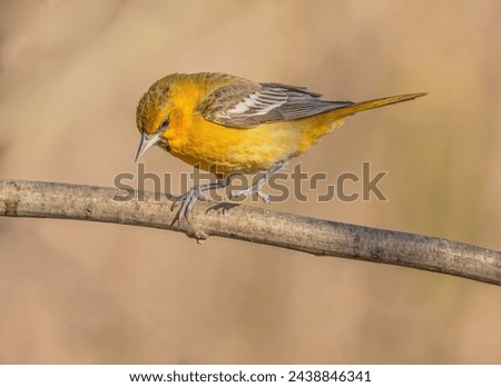 A bullock oriole down, and it has on foot raised as it gets ready to leap off the branch.