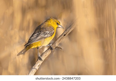 A bullock oriole oriole ends up in Ontario Canada which is far out of its range..