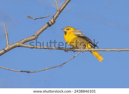 A bullock oriole oriole ends up in Ontario Canada which is far out of its range..