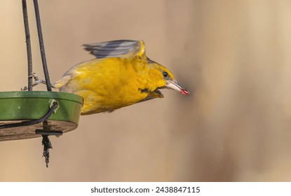 A bullock oriole just about to leave the feeder with some grape jelly in its beak.