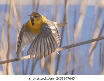 A bullock oriole which is not native to Ontario is seen flying away of the feeder.