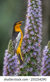 Bullock's Oriole