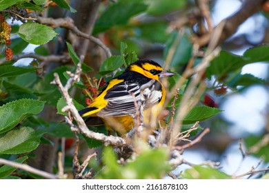 Bullocks Oriole Eating Mulberries In A Tree