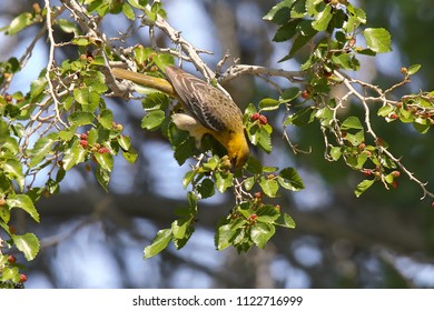 Bullock's Oriole (female)