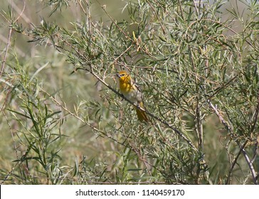 Bullock's Oriole (female)