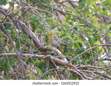 Bullock's Oriole (female)