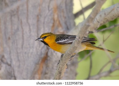 Bullock's Oriole (male)