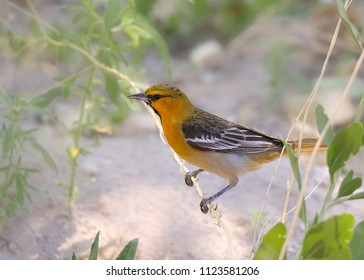 Bullock's Oriole (male)