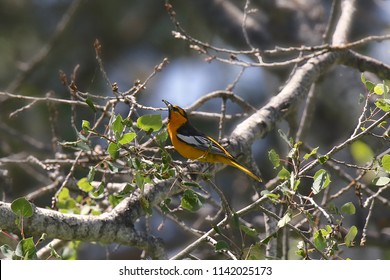 Bullock's Oriole (male)