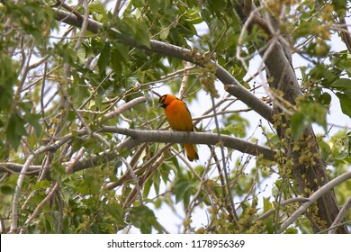 Bullock's Oriole (male)