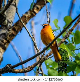 Bullocks Oriole Perched On A Branch Looking Up