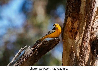 A Bullocks Oriole In A Tree