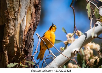 A Bullocks Oriole In A Tree