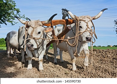 bullocks with yoke to pull the plow - old agricultural work in the Italian countryside - Shutterstock ID 145590730