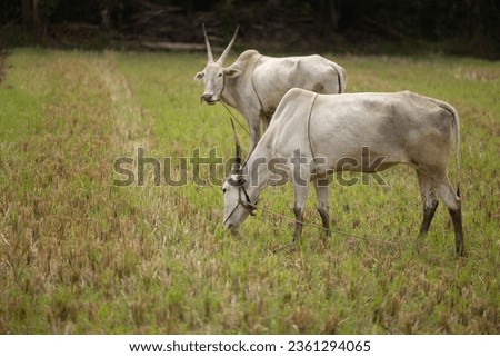 Bulls grazing field in south India