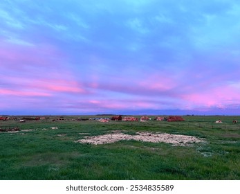 Bulls in a green grassy field at sunset. Pink and purple sunset. - Powered by Shutterstock