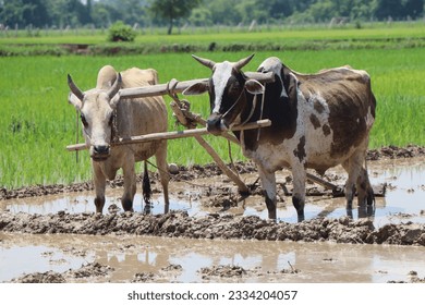 Bulls are male cattle, typically of a breed specifically raised for meat production or breeding purposes. Farming land refers to agricultural land that is used for various farming activities, such as 