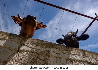 Bulls In Platanias. Crete. Greece